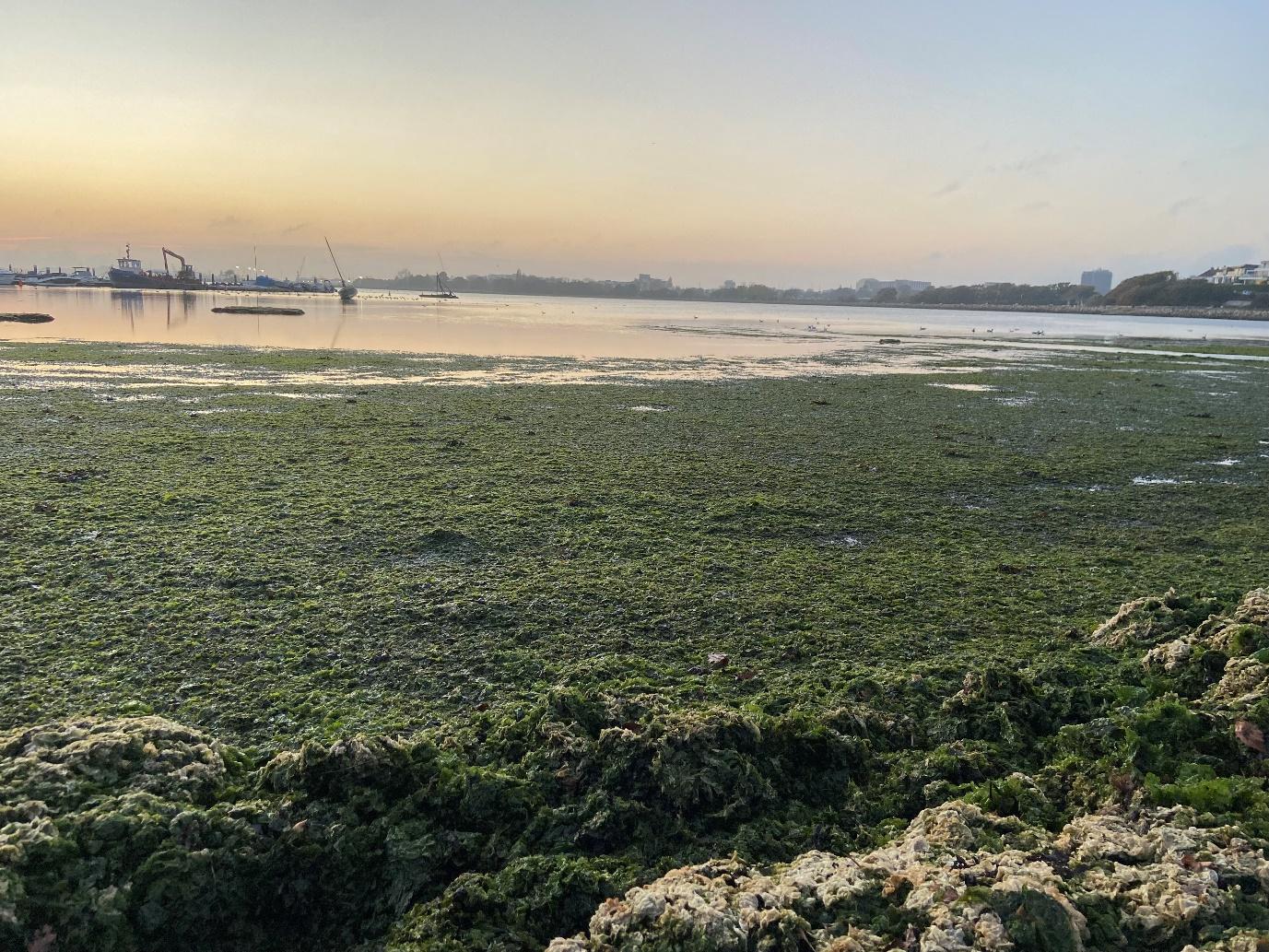 Macro algae smothering saltmarsh and mudflats in Poole Harbour as a result of excessive nutrients